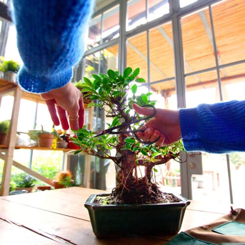 Bonsai_Repower